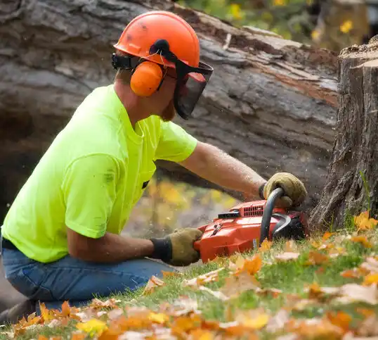 tree services Appleton City